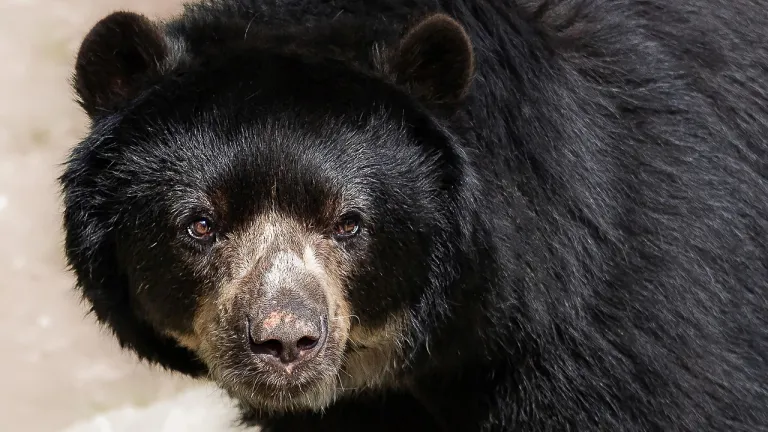 ¿Cuáles son los animales en peligro de extinción en Colombia?
