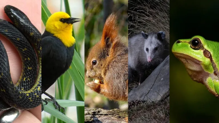 Especies endémicas en los humedales de Bogotá