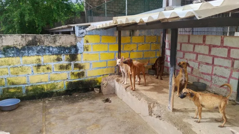 Por los animales de San Andrés: un movimiento por la vida y el bienestar animal