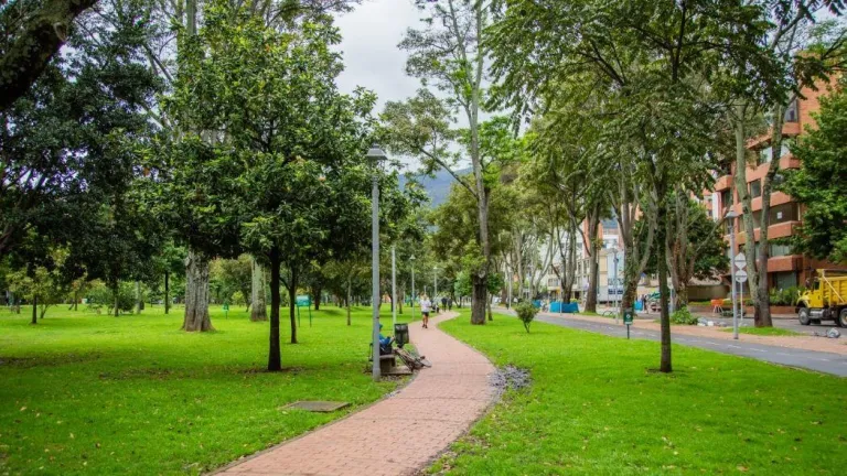 Medioambiente: aplicación móvil permite conocer, cuidar y proteger los árboles de Bogotá