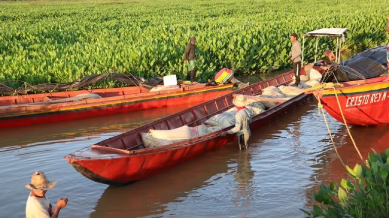Campesinos de San Marcos cosechan 320 toneladas de arroz en tierras entregadas por la SAE