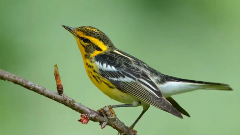 Aves migratorias en Colombia recorren rutas por el Caribe, Pacífico, Andes y humedales