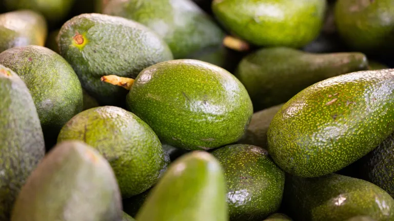 Aguacate colombiano: producción resistente a enfermedades 