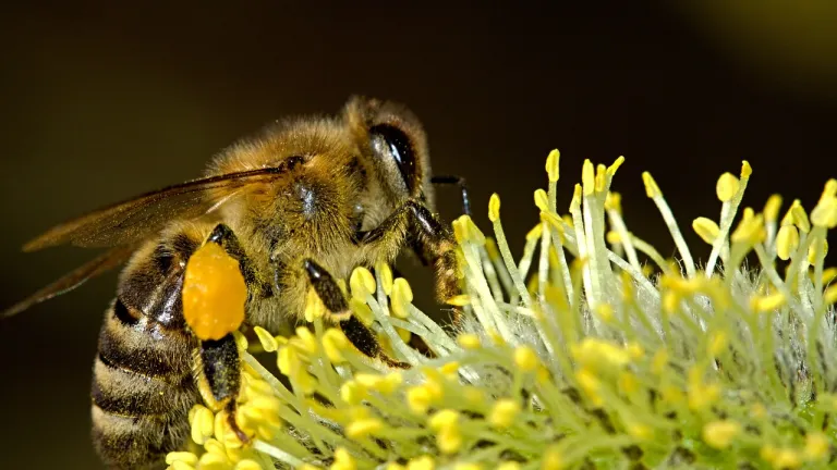 Brújulas inspiradas en insectos y robots pangolines