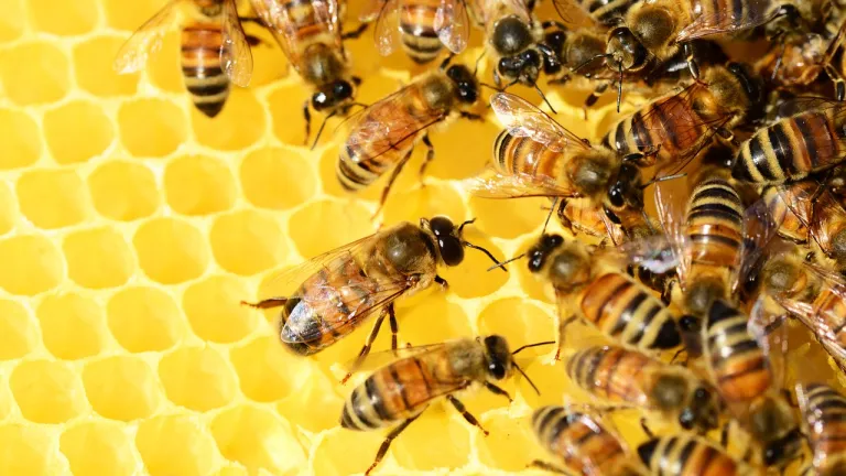 Día Mundial de las Abejas: por qué se celebra, importancia y beneficios