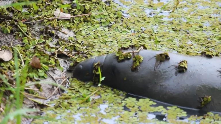 Manatí en Colombia: una especie en vía de extinción 