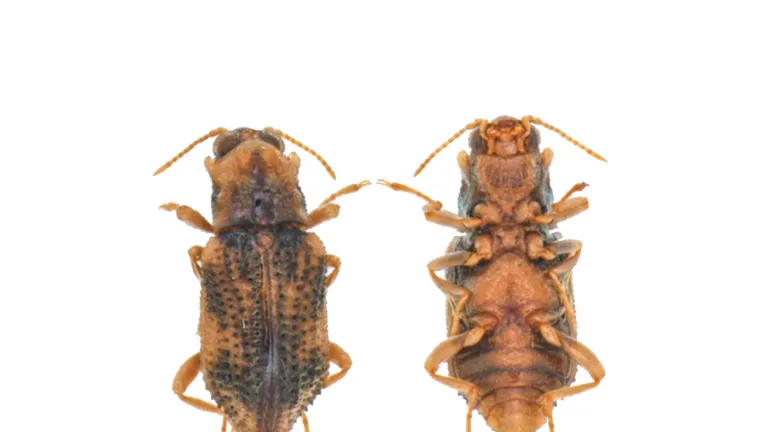 Zunielmis Pax, nueva especie de insecto acuático descubierto en Vichada