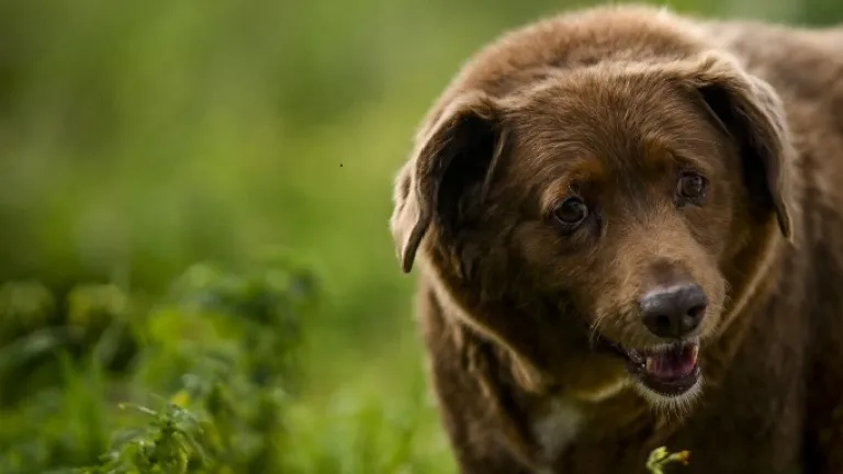 Bobi es el perro más longevo del mundo | Récord Guiness 2023