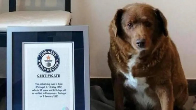 Bobi, el perro más longevo del mundo, fallece a los 31 años en Portugal