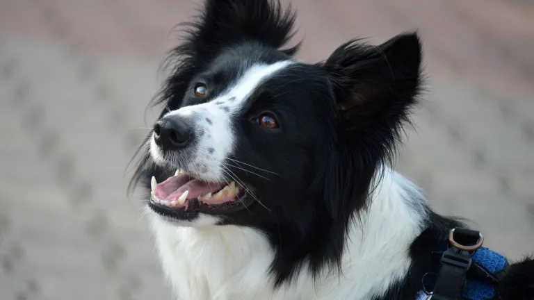 ¿Por qué se celebra el Día Mundial de los Animales? Bogotá se une a la celebración