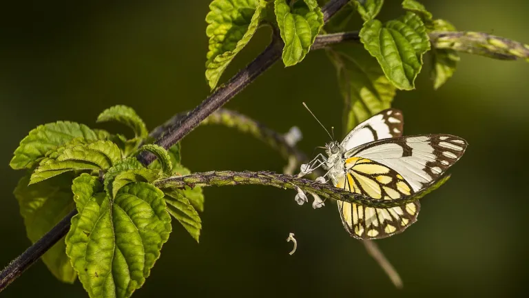 Las mariposas pueden polinizar las flores gracias a la electricidad