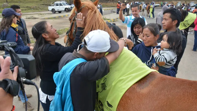 Jubilación laboral de los equinos en Pasto: una transformación exitosa