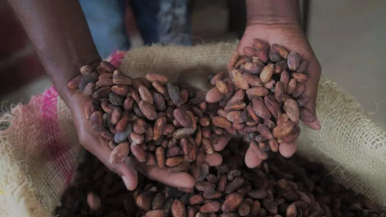 Cacao