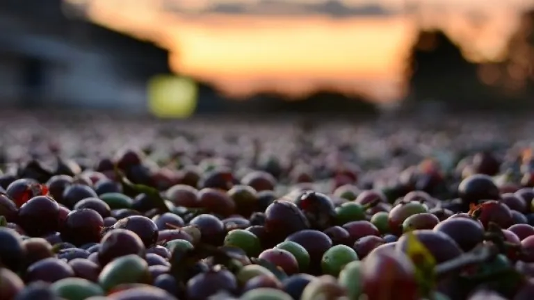 Expoorinoquía Café 2023: La gran fiesta del café en la Orinoquía