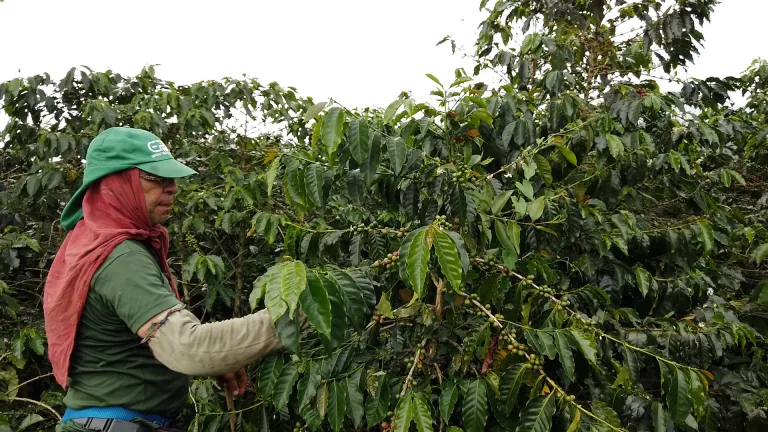Protesta de caficultores en Colombia: reclamo por políticas y importaciones