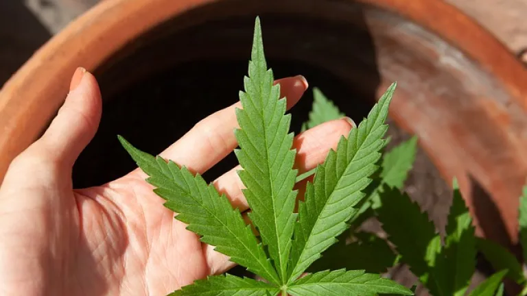¿Controversia en el Congreso? La venta abierta del cannabis genera debate político