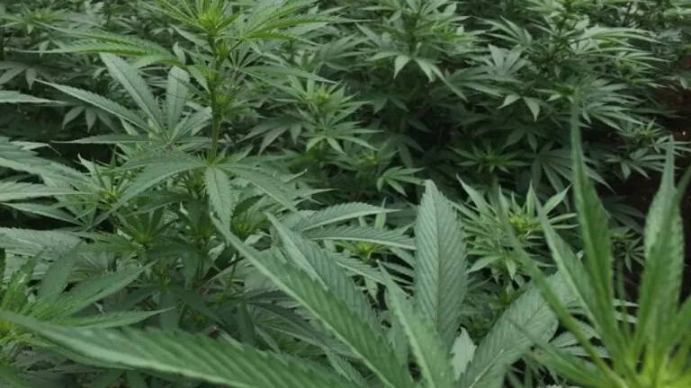 Proyecto de ley de cannabis para uso adulto es radicado de nuevo en el Congreso