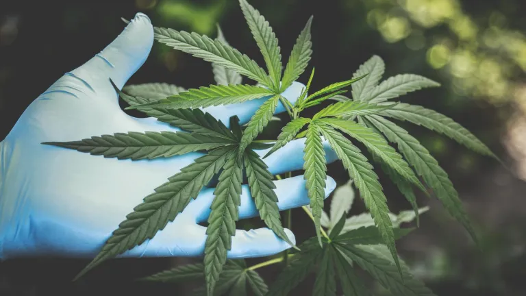 El primer dispensario legal de cannabis en Colombia está en el Quindío