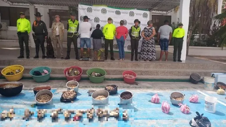 Cayó red que vendía carne de tortugas en vía de extinción 