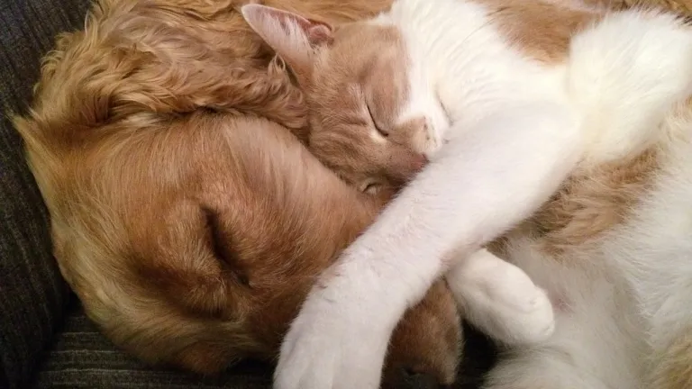 Enfermedades comunes en perros y gatos: moquillo e insuficiencia renal