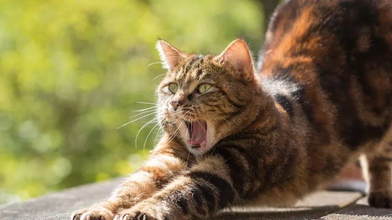 Nueva especie de felino en Colombia 2023: El Gato de Nariño 