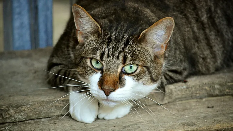 Gato: cuál es su significado en diferentes culturas