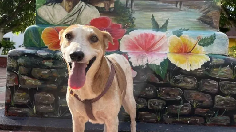 Beneficios y mitos de la esterilización en animales domésticos: una guía completa