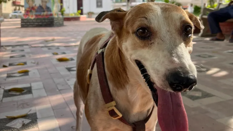 Día Mundial del Perro: Cayena, el inspirador caso de adopción responsable en Fundación, Magdalena