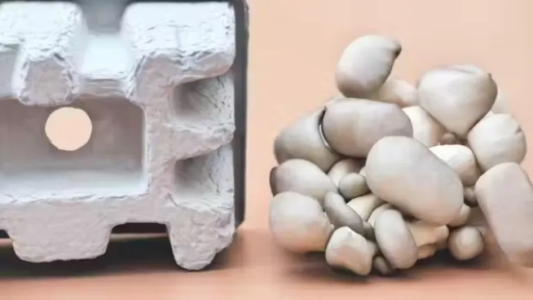 Hongos, una alternativa al plástico para fabricar envases biodegradables