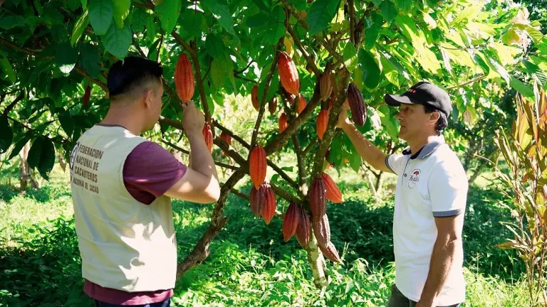 Cacaocultures en Guamal, Meta.