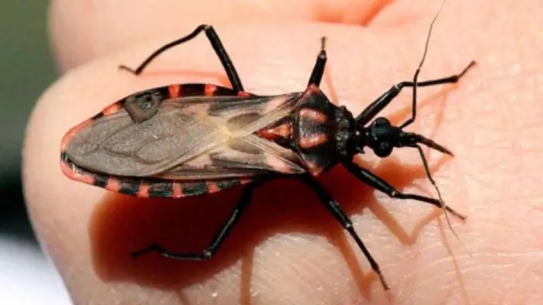 Chagas Agudo: qué es, síntomas y recomendaciones | Enfermedad endémica 