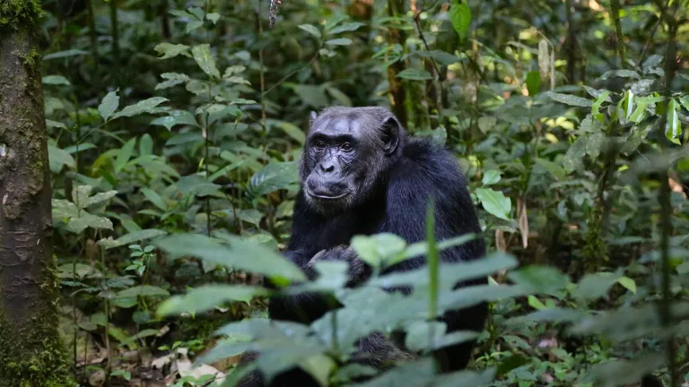 Por muerte de chimpancés, MinAmbiente evaluará condiciones de zoológicos del país