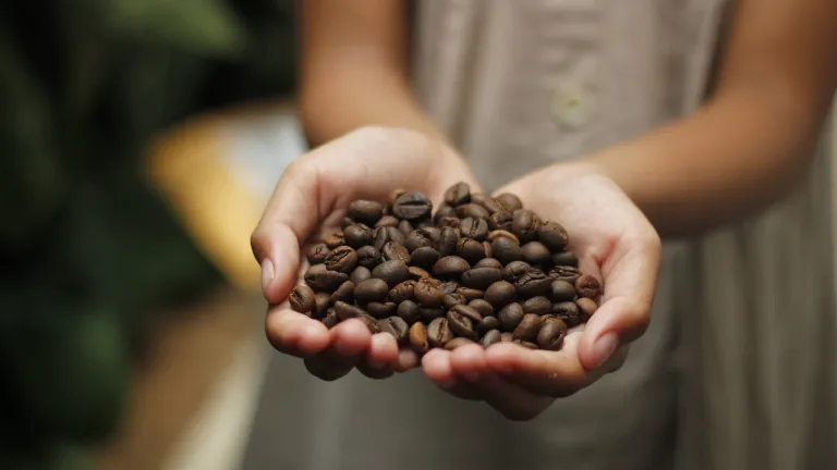 Más de 200 familias en Ataco, Tolima, recibirán apoyo para el fortalecimiento del café