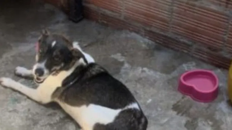 Condenas por maltrato animal en Colombia