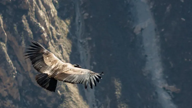 Cóndores recobran nueva vida salvaje en reserva natural de Chile