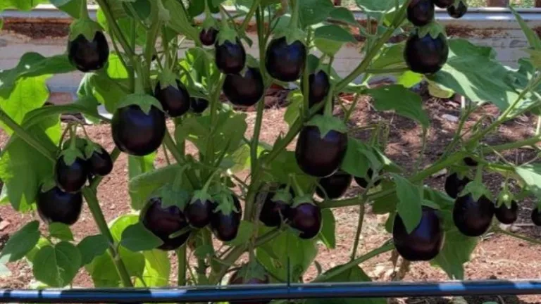 Cultivos orgánicos en San Andrés: una alternativa saludable y sostenible
