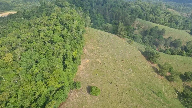 deforestación en Colombia