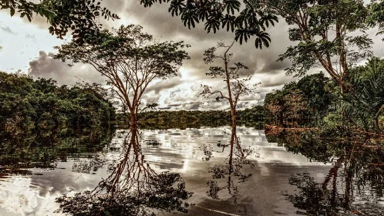 Reducción de deforestación en el Pacífico y la Amazonía