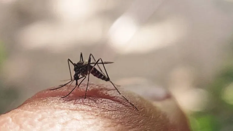 OPS alerta sobre aumento de casos de dengue en América Latina