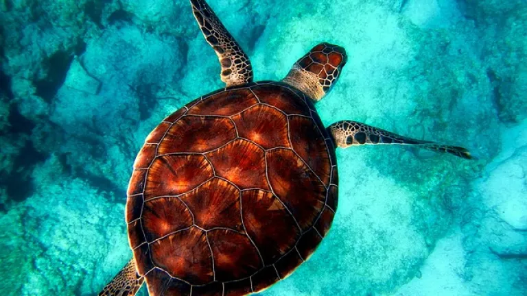 Día Mundial de los Océanos en Colombia: una mirada a nuestras riquezas marinas