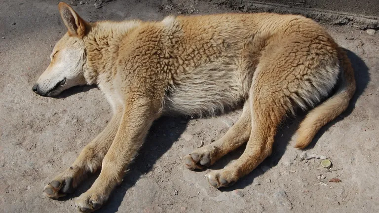Abusador sexual de animales en Meta: qué se sabe 