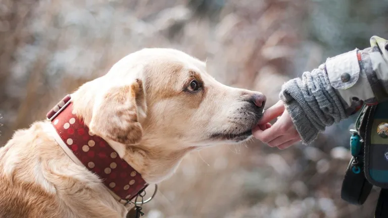Viruela del mono | transmisión de de humano a perro
