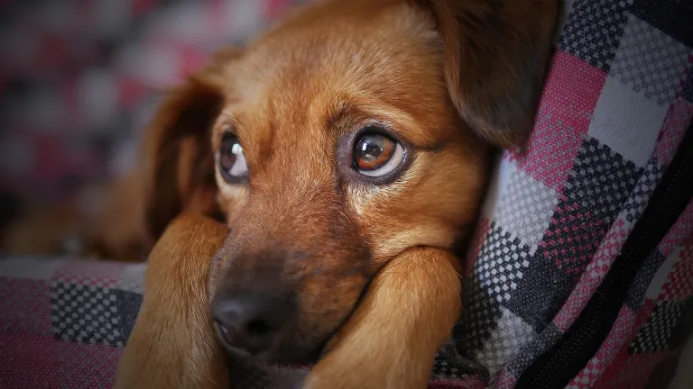 ¿Qué está pasando con las mascotas por confinamiento en Shanghái?