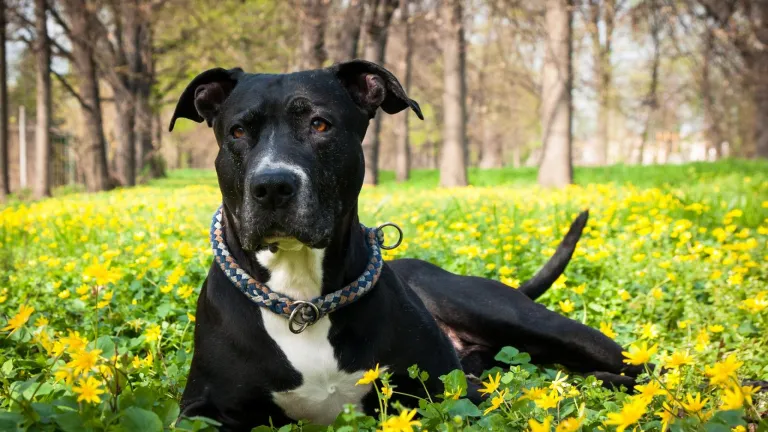 Distrito pide que se prohíba la mutilación de mascotas con fines estéticos