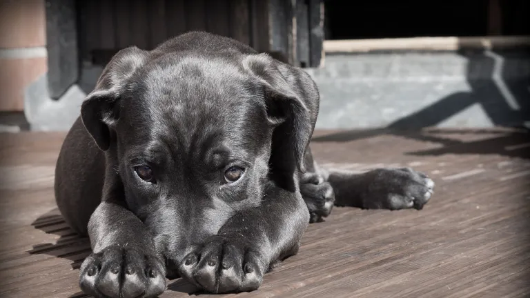 Animales son reconocidos como seres sintientes: decisión histórica de la Corte Constitucional en Colombia