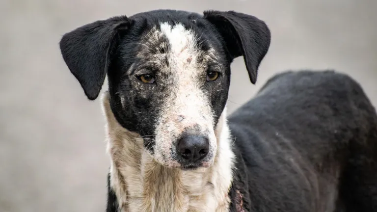 ¿Cuáles son las ventajas de adoptar un perro callejero? 