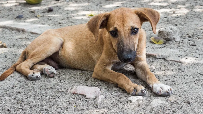 Más de 2 mil perros reciben 3 toneladas de alimento en el Meta