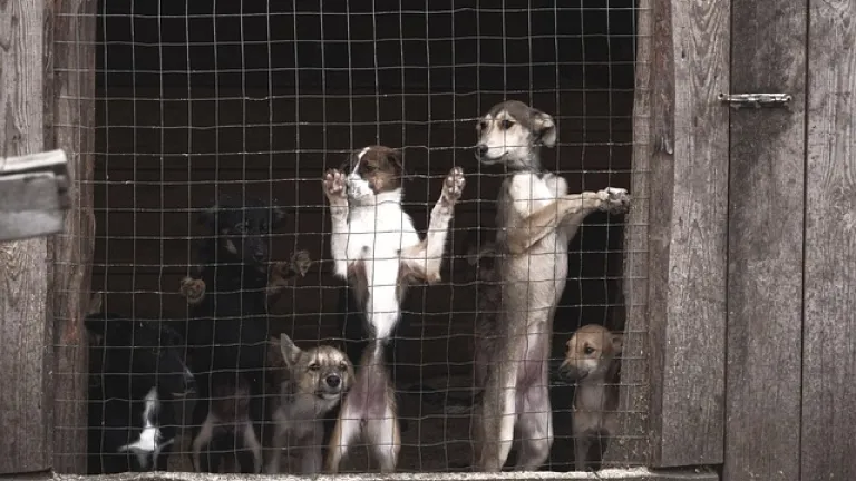 Sanción ejemplar: Criadero de perros en Funza recibe millonaria multa