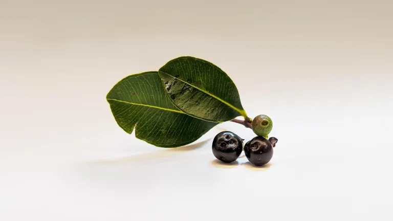 ¿Qué es el açaí, dónde crece y por qué es tan popular en el mundo? 