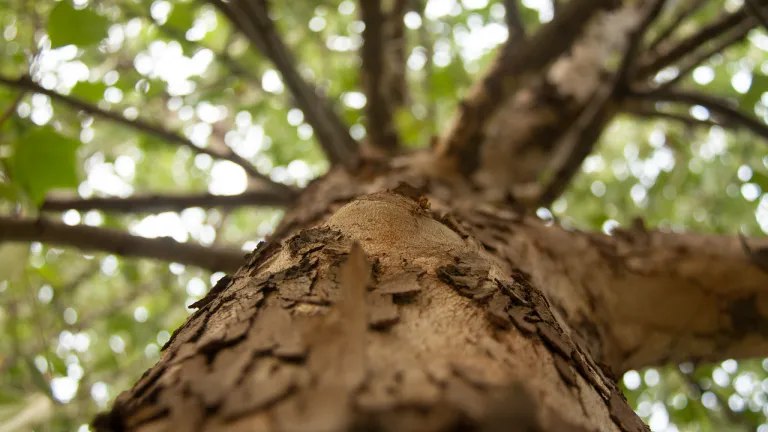 Se redujo un 86% la deforestación en el Meta en 2023